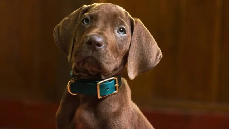 Netflix divulga visual do Scooby-Doo