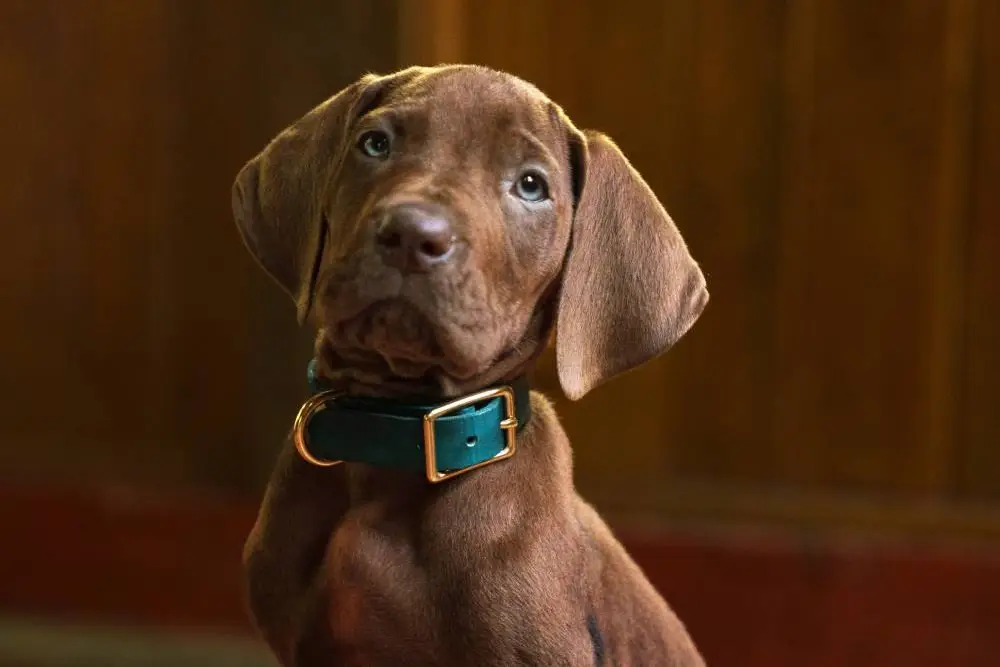 Netflix divulga visual do Scooby-Doo